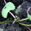 병풀(Centella asiatica (L.) Urb.) : 오솔