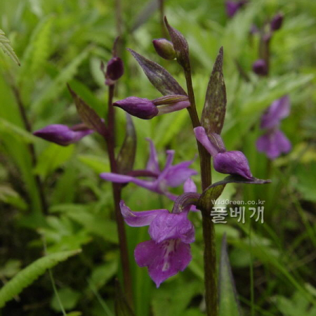 너도제비란(Hemipilia joo-iokiana (Makino) Y.) : 통통배