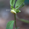 좀담배풀(Carpesium cernuum L.) : 무심거사