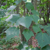 산겨릅나무(Acer tegmentosum Maxim.) : 도리뫼