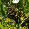 끈끈이귀개(Drosera peltata var. nipponica (Masam.) Ohwi) : 고들빼기