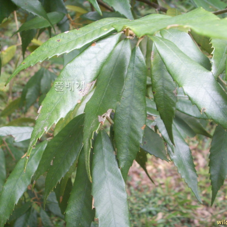 개가시나무(Quercus gilva Blume) : 봄까치꽃