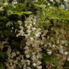 흰등(Wisteria floribunda (Willd.) DC. f. alba Rehder & E.H.Wilson) : 추풍