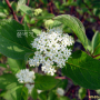 흰말채나무 : 별꽃