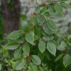 왕버들(Salix chaenomeloides Kimura) : 산들꽃