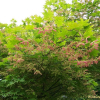 단풍나무(Acer palmatum Thunb. ex Murray) : 벼루
