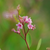 개정향풀(Apocynum lancifolium Russanov) : habal