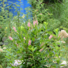 매화오리나무(Clethra barbinervis Siebold & Zucc.) : 산들꽃