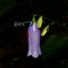 금강초롱꽃(Hanabusaya asiatica (Nakai) Nakai) : 청암
