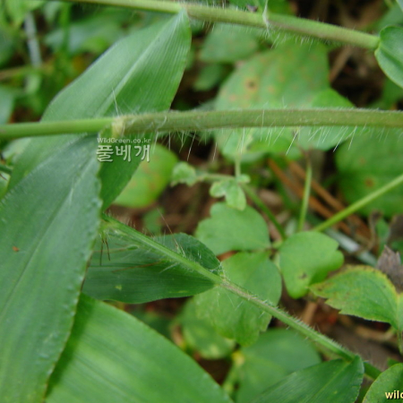 참주름조개풀(Oplismenus undulatifolius (Ard.) P.Beauv. var. elongatus Honda) : 청암