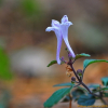 떡잎골무꽃(Scutellaria indica L. var. tsusimensis (H.Hara) Ohwi) : 통통배