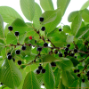 왕벚나무(Prunus yedoensis Matsum.) : 청암