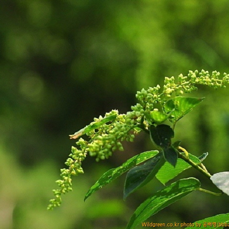 청사조(Berchemia racemosa Siebold & Zucc.) : 곰배령