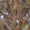 낙우송(Taxodium distichum (L.) Rich.) : 꽃천사