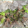 참쇠고비(Cyrtomium caryotideum (Wall. ex Hook. & Grev.) C.Presl var. coreanum Nakai) : 추풍