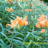 왕원추리(Hemerocallis fulva for. kwanso (Regel) Kitam.) : 산들꽃