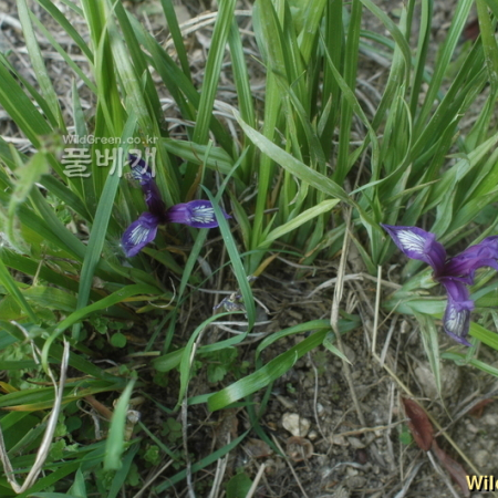 솔붓꽃(Iris ruthenica KerGawl.) : kplant1