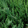 섬향나무(Juniperus chinensis var. procumbens (Siebold) Endl.) : 꽃사랑