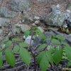산작약(Paeonia obovata Maxim.) : 들국화