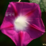 나팔꽃 : 꽃사랑한동구
