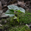 개족도리풀(Asarum maculatum Nakai) : 카르마