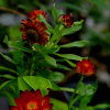 밀집꽃(Bracteantha bracteata (Vent.) Anderb. & Haegi) : 꽃마리