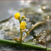 들통발(Utricularia aurea Lour.) : 덕송