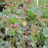 너도양지꽃(Sibbaldia procumbens L.) : 벼루