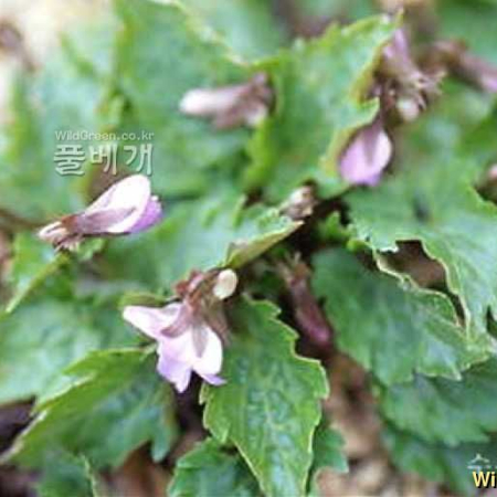 우산제비꽃(Viola woosanensis Y.N.Lee & J.Kim) : kplant1