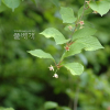 오미자(Schisandra chinensis (Turcz.) Baill.) : 박용석