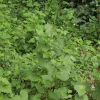 마늘냉이(Alliaria petiolata (M.Bieb.) Cavara & Grande) : 설뫼*