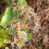 참으아리(Clematis terniflora DC.) : 풀배낭