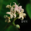 박주가리(Metaplexis japonica (Thunb.) Makino) : 지노