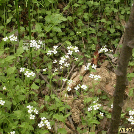 묏장대(Arabidopsis lyrata (L.) O'Kane & Al-Shehbaz) : 들풀1