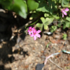 덩이괭이밥(Oxalis articulata Sabigny) : 봄까치꽃