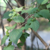 장구밥나무(Grewia biloba G.Don) : 무심거사