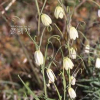 패모(Fritillaria usuriensis Maxim.) : 꽃사랑