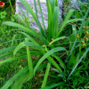 왕원추리(Hemerocallis fulva for. kwanso (Regel) Kitam.) : 설뫼
