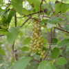 오미자(Schisandra chinensis (Turcz.) Baill.) : 통통배