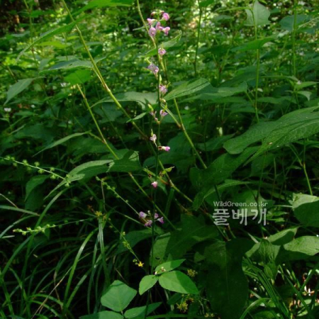 애기도둑놈의갈고리(Hylodesmum podocarpum (DC.) H.Ohashi & R.R.Mill var. mandshuricum (Maxim.) H.Ohashi & R.R.Mill) : 塞翁之馬