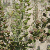 들다닥냉이(Lepidium campestre (L.) W.T.Aiton) : 청암