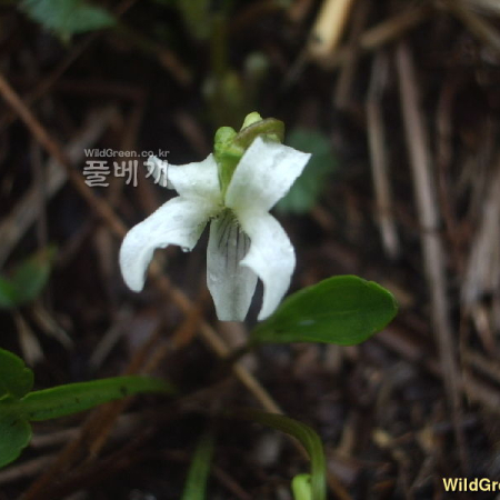 흰제비꽃(Viola patrinii DC. ex Ging.) : 두레골