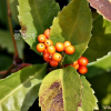죽절초(Sarcandra glabra (Thunb.) Nakai) : 풀잎사랑