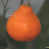 귤(Citrus unshiu S.Marcov.) : 벼루