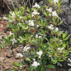 다정큼나무(Rhaphiolepis indica (L.) Lindl. ex Ker var. umbellata (Thunb. ex Murray) H.Ohashi) : 산들꽃