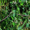 가는털백미(Cynanchum chinense R.Br.) : 설뫼*