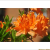 황철쭉(Rhododendron japonicum for. flavum (Miyoshi) Nakai) : 박용석