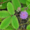 미모사(Mimosa pudica L.) : 塞翁之馬