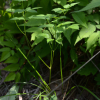 덕우기름나물(Sillaphyton podagraria (H.Boissieu) Pimenov) : 현촌