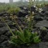 구름범의귀(Micranthes laciniata (Nakai & Takeda) S.Akiyama & H.Ohba) : 곰배령